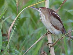 Least Bittern