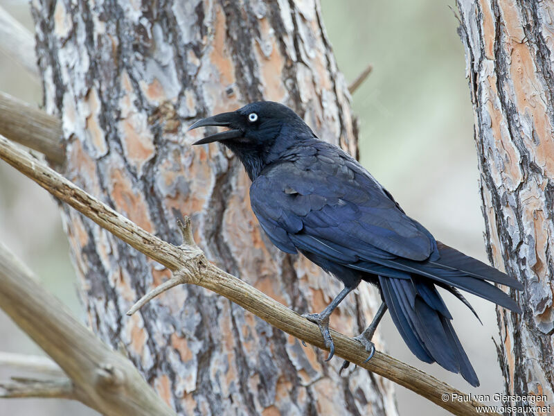 Petit Corbeau