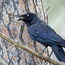 Petit Corbeau