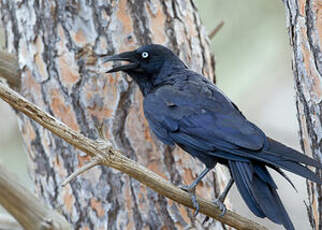 Petit Corbeau