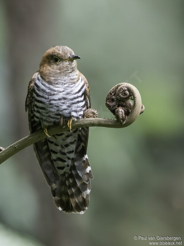 Lesser Cuckooadult