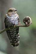 Lesser Cuckoo