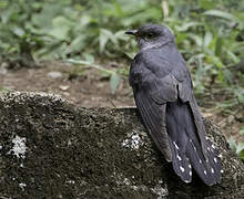 Lesser Cuckoo