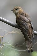 Lesser Cuckoo