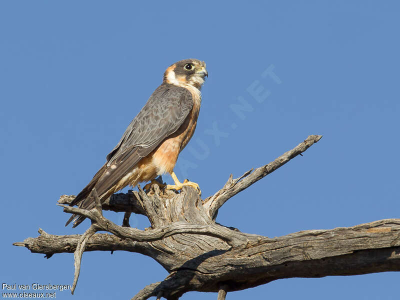 Australian Hobbyadult, identification