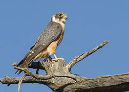 Australian Hobby