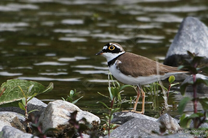 Little Ringed Plover