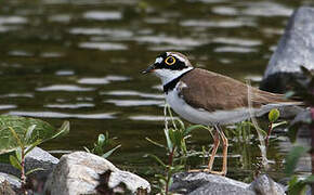 Little Ringed Plover