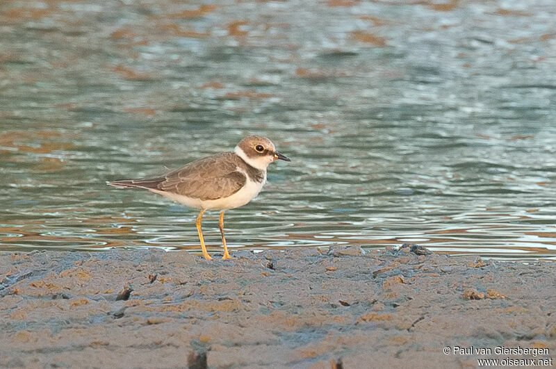 Little Ringed Plover