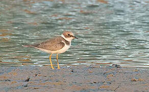 Little Ringed Plover