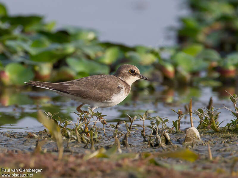 Little Ringed PloverSecond year, identification