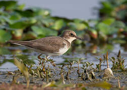 Little Ringed Plover