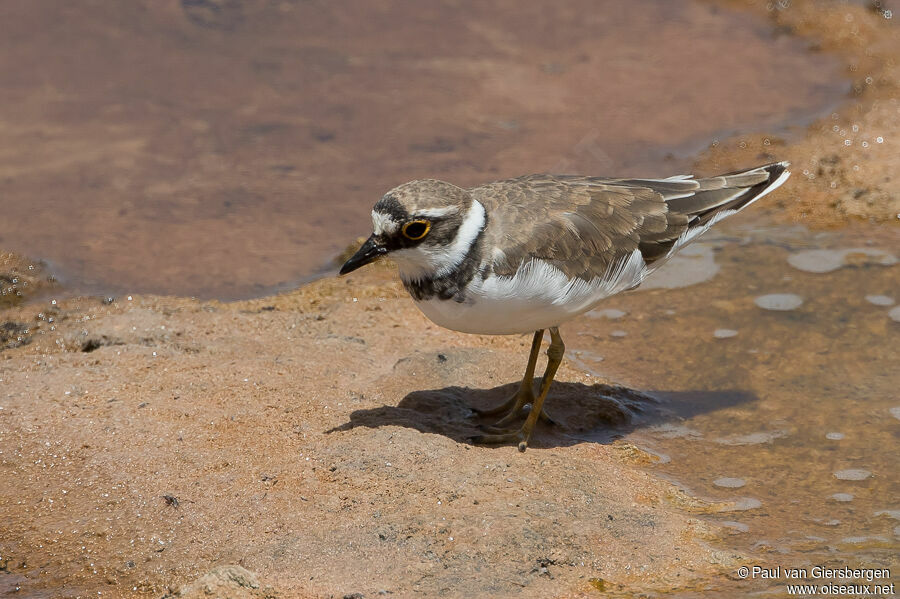 Little Ringed Ploveradult