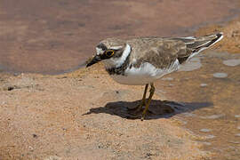 Little Ringed Plover