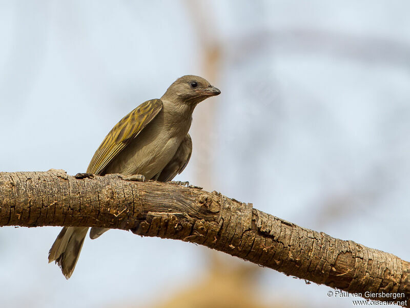 Lesser Honeyguide