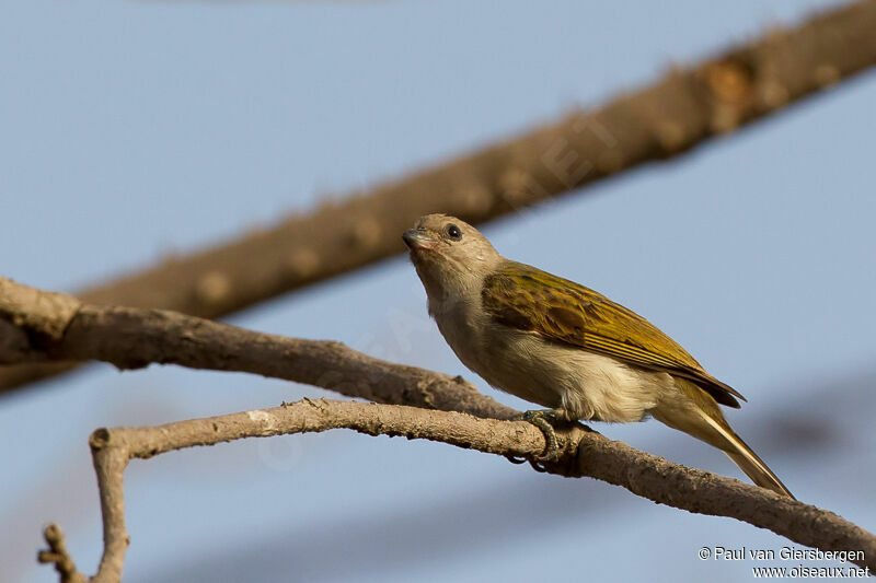 Lesser Honeyguide