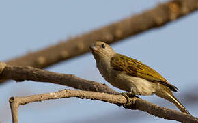 Lesser Honeyguide