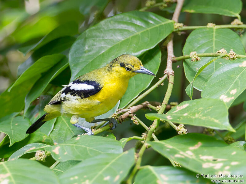 Common Iora