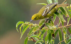 Common Iora