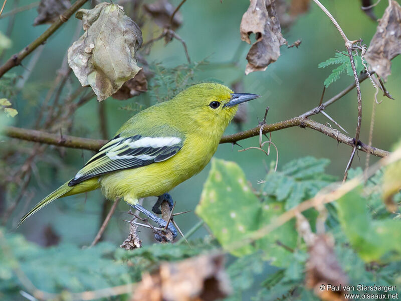 Common Iora