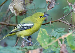 Common Iora