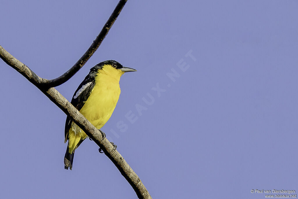 Common Iora male adult