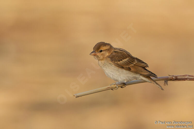 Sahel Bush Sparrow