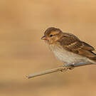 Petit Moineau