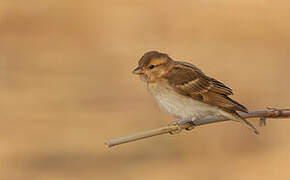 Sahel Bush Sparrow