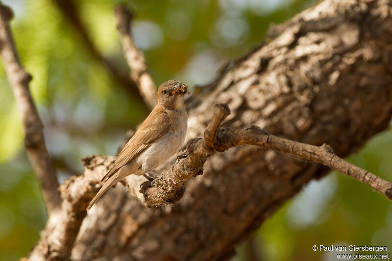 Sahel Bush Sparrow