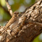 Petit Moineau