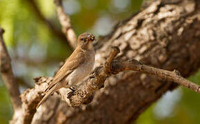 Sahel Bush Sparrow