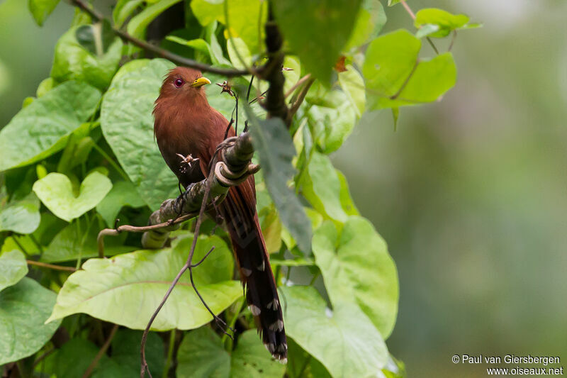 Little Cuckoo