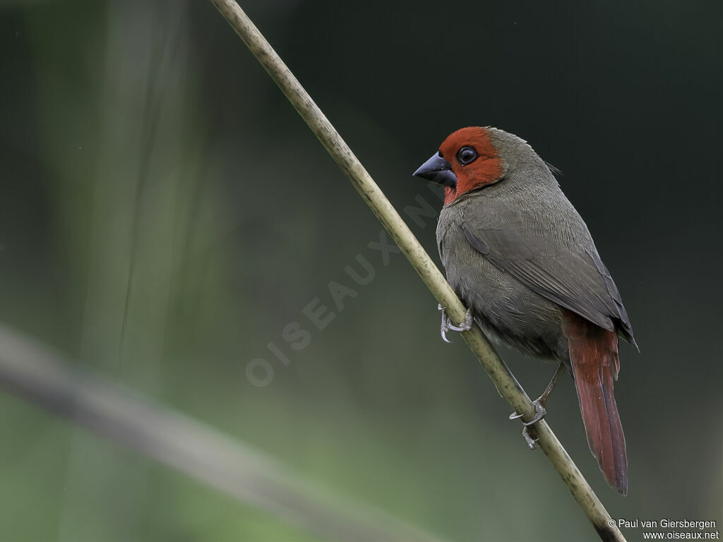 Lesser Seedcracker male adult