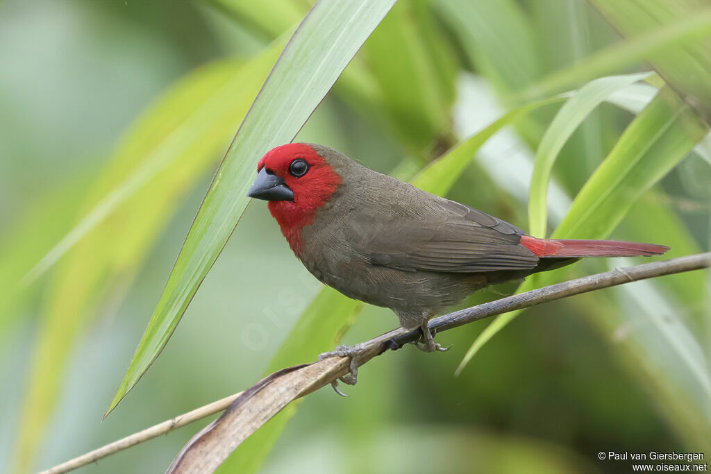 Lesser Seedcracker male adult