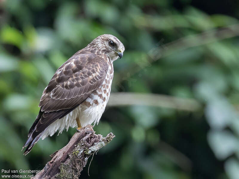 Broad-winged Hawkadult, identification