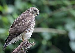 Broad-winged Hawk