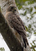 Broad-winged Hawk