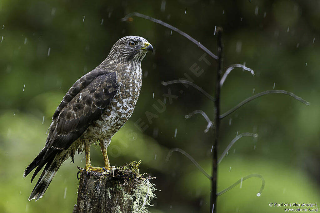 Broad-winged Hawkadult