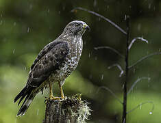 Broad-winged Hawk