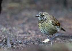 Lesser Ground Robin