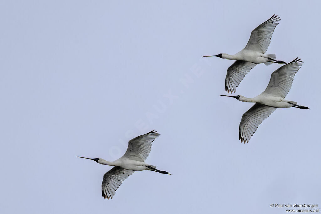 Black-faced Spoonbill