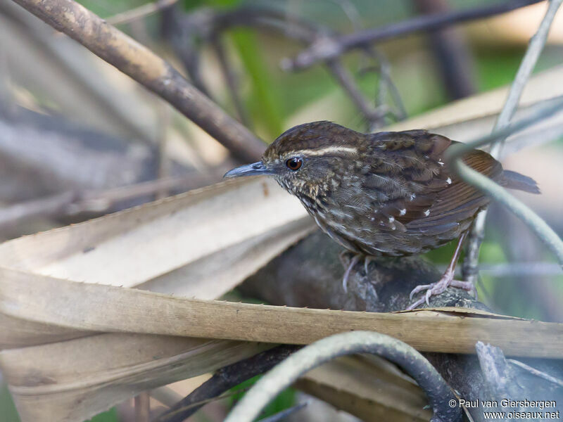 Eyebrowed Wren-Babbler