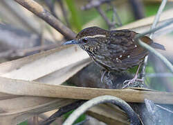 Eyebrowed Wren-Babbler