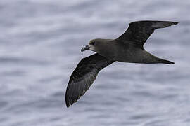 Grey-faced Petrel