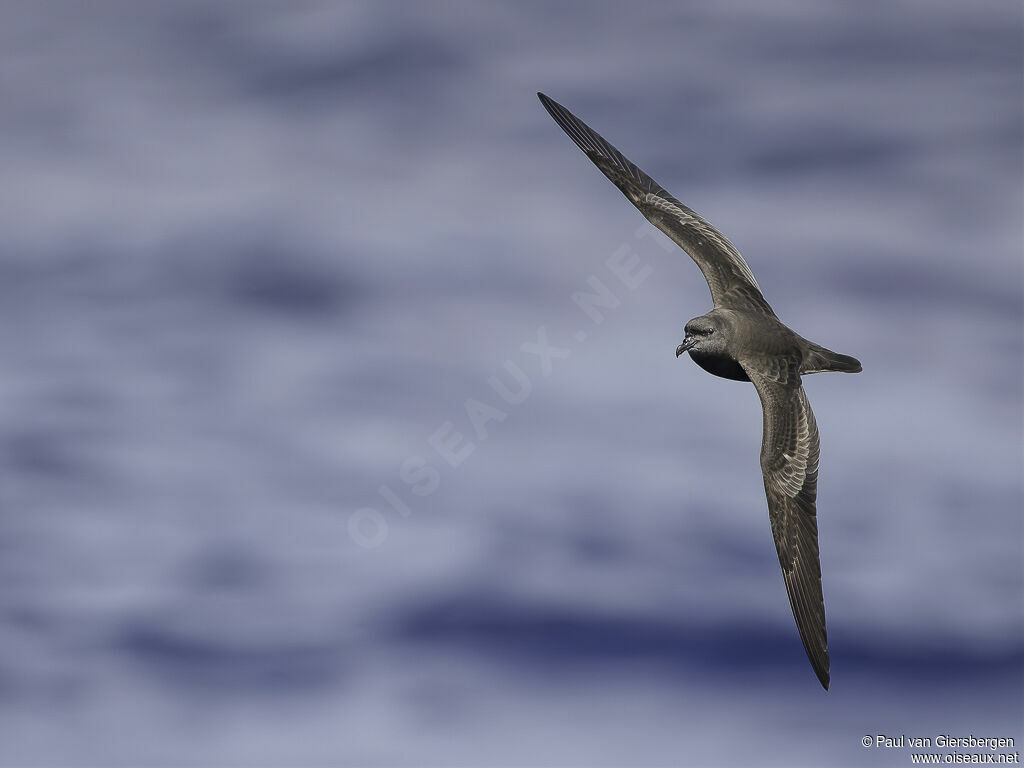 Bulwer's Petreladult