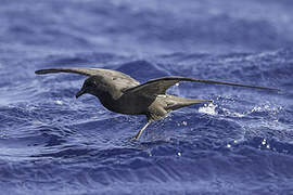 Bulwer's Petrel