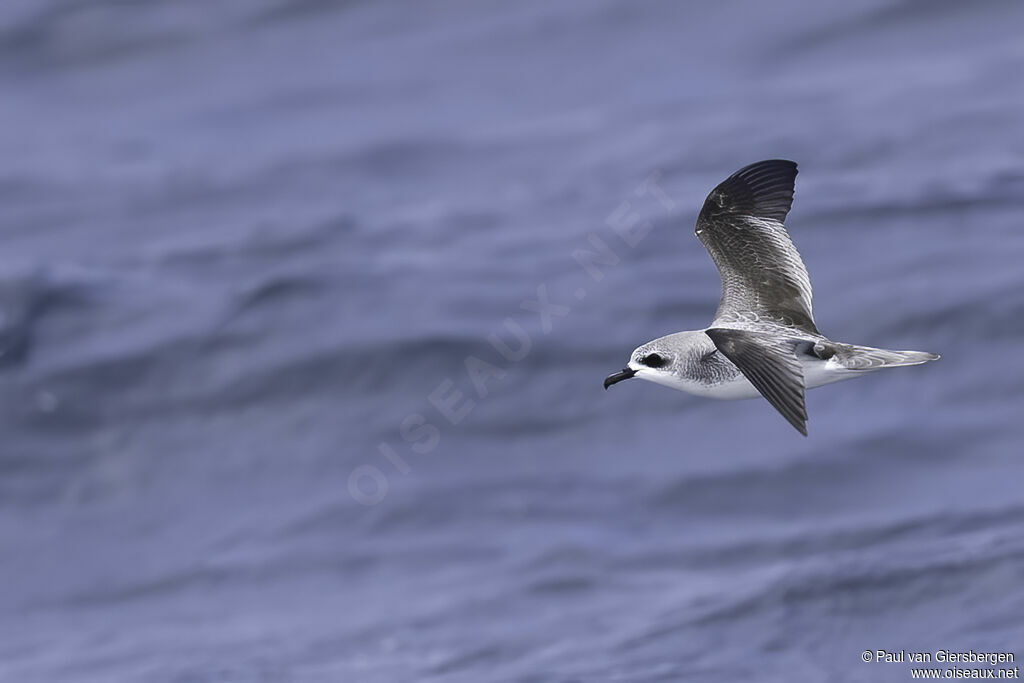 Cook's Petreladult