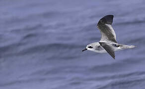 Cook's Petrel