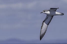 Cook's Petrel